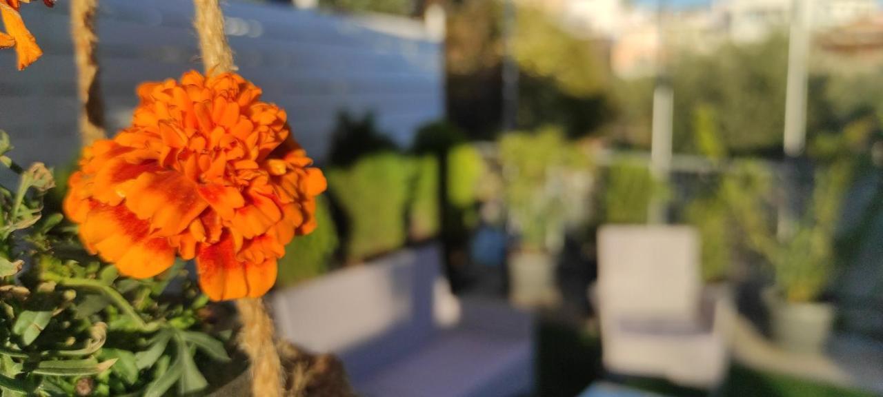 Hibiscus Home Aegina Eksteriør billede